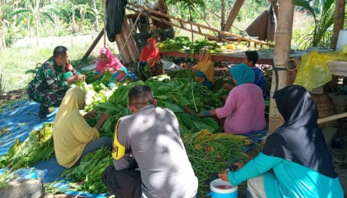 Babinsa dan Bhabinkamtibmas Dampingi Panen Tembakau: Pererat Hubungan dengan Warga Segara Katon