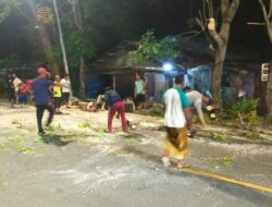 Respons Cepat! Pohon Tumbang di Jalan Raya Senggigi Berhasil Dievakuasi