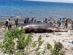 Polsek Wera Evakuasi Bangkai Paus Sperma Terdampar di Pantai Nangawera