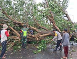 Cuaca Ekstrem Terjang Sekotong, Lombok Barat: Pohon Tumbang & Gelombang Pasang