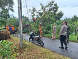 Pohon Tumbang Tutup Jalan di Gerung, Evakuasi Cepat Hindari Macet