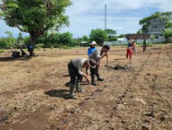 Polsek Empang Dukung Program Ketahanan Pangan Dengan Menanam Jagung Bersama Warga