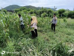 Bhabinkamtibmas Desa Hu’u Bantu Warga Panen Jagung, Dukung Program Ketahanan Pangan Nasional