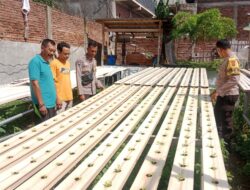 Bhabinkamtibmas Polsek Rasanae Barat Tinjau Perkembangan Tanaman Hidroponik di Kelurahan Monggonao