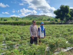 Bhabinkamtibmas Polsek Kilo Laksanakan Kegiatan Ketahanan Pangan Program 1 di Desa Kramat