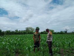 Sukseskan Program Nasional,BKTM Desa Doromelo Motivasi Warga Tanaman Jagung