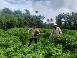 Dukung Ketahanan Pangan, Bhabinkamtibmas Polsek Empang Tinjau Kebun Cabai