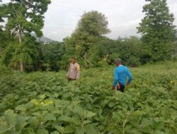 Bantu Petani Lokal, Polri Dorong Ketahanan Pangan Menuju Indonesia Emas