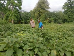 Bantu Petani Lokal, Polri Dorong Ketahanan Pangan Menuju Indonesia Emas