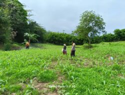 BKTM Desa Adu Dukung Ketahanan Pangan, Dampingi Warga Semprot Gulma Tanaman Jagung