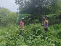 BKTM Desa Songgajah Pantau Pemanfaatan Lahan Pekarangan untuk Ketahanan Pangan