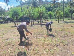 Bhabinkamtibmas Polsek Rhee Sambangi Petani di Desa Luk, Dukung Ketahanan Pangan Nasional