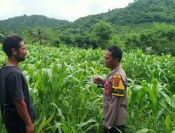 Bhabinkamtibmas Desa Lamunga Dukung Program Ketahanan Pangan dampingi petani jagung