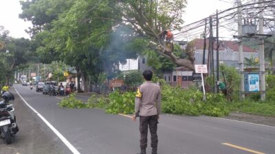 Antisipasi Bahaya, Polsek Batulayar Pangkas Pohon Rawan Tumbang