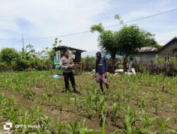 Bhabinkamtibmas Desa Hu’u Pantau Lahan Jagung untuk Dukung Ketahanan Pangan Nasional