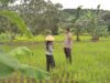 Bhabinkamtibmas Desa Kadindi Barat Dukung Ketahanan Pangan Nasional di Dusun Bukit Mente