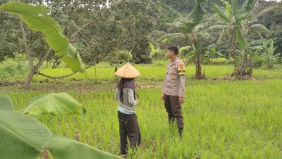 Bhabinkamtibmas Desa Kadindi Barat Dukung Ketahanan Pangan Nasional di Dusun Bukit Mente