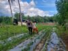 Bhabinkamtibmas Polres Bima Kota Pantau Lahan Pangan untuk Mendukung Ketahanan Pangan