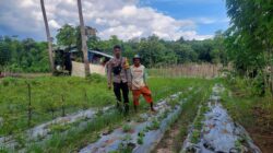 Bhabinkamtibmas Polres Bima Kota Pantau Lahan Pangan untuk Mendukung Ketahanan Pangan