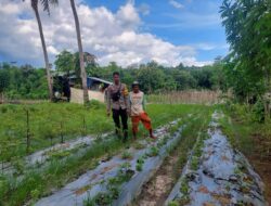 Bhabinkamtibmas Polres Bima Kota Pantau Lahan Pangan untuk Mendukung Ketahanan Pangan