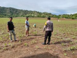 Polsek Poto Tano kawal petani jagung pastikan tercukupi kebutuhan pupuk