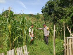 Polsek Seteluk Dukung Program Ketahanan Pangan, Pantau Perkembangan Tanaman Jagung Warga