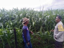 Bhabinkamtibmas Jajaran Polres Sumbawa Barat Terus Bergerak Dampingi Petani Jagung Sukseskan Ketahanan Pangan Nasional