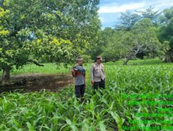 Polri Dukung Ketahanan Pangan Nasional: Pemantauan Lahan Tumpang Sari di Bawah Pohon Jambu Mente Milik Warga