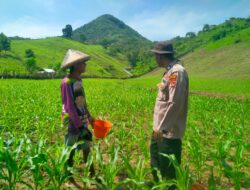 Polisi Penggerak Ketahanan Pangan Polres Sumbawa Barat Dampingi Pemupukan Jagung, Petani Optimis Hasil Panen Meningkat