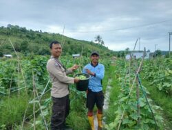 Bhabinkamtibmas Desa Mbuju Dorong Pengembangan Tanaman Timun untuk Ketahanan Pangan Nasional