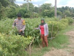 Polri Dukung Ketahanan Pangan: Pemantauan Lahan Pertanian Warga Desa Lune