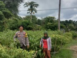 Polri Dukung Ketahanan Pangan: Pemantauan Lahan Pertanian Warga Desa Lune