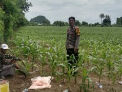 Bhabinkamtibmas Desa Lune Pantau Lahan Pertanian Jagung, Dukung Ketahanan Pangan Nasional Menuju Indonesia Emas 2025