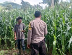 Polri Pantau Lahan Pertanian Jagung di Desa Tembalae untuk Mendukung Ketahanan Pangan Menuju Indonesia Emas 2045