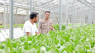 Dukung Ketahanan Pangan, Bhabinkamtibmas Kelurahan Menala Monitoring Kebun Hidroponik Milik Warga