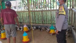 Bhabinkamtibmas Dukung Peternak Ayam di Lombok Barat, Ketahanan Pangan Makin Kuat!