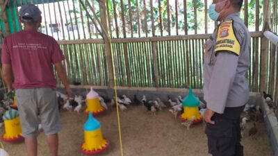 Bhabinkamtibmas Dukung Peternak Ayam di Lombok Barat, Ketahanan Pangan Makin Kuat!