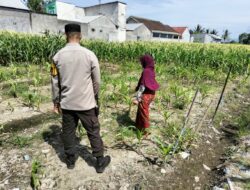 Lahan Kosong Jadi Kunci Ketahanan Pangan di Lombok Barat