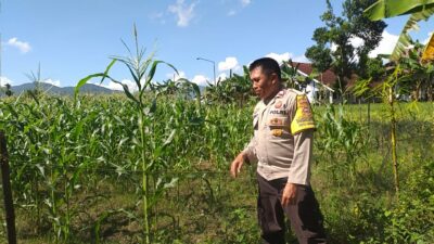 Sinergi Polri dan Warga, Polsek Kuripan Gencarkan Program Ketahanan Pangan