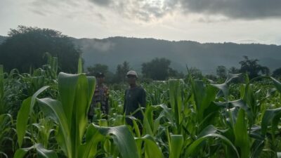 Polri Pantau Lahan Pertanian Jagung di Desa Lune, Dukung Ketahanan Pangan Nasional