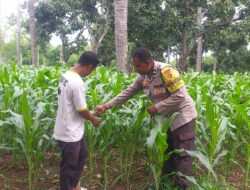 Polsek Kayangan Laksanakan Pengecekan Tanaman Jagung di Lahan Tumpang Sari