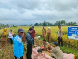 Polsek Tanjung berkolaborasi Dengan Dinas Pertanian UPTD Tanjung Ambil Sample Ubinan Padi