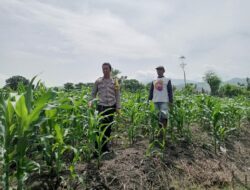 Bhabinkamtibmas Polsek Kilo Pantau Perkembangan Tanaman Jagung Warga