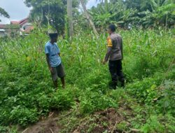 Polsek Dompu Laksanakan Pemantauan Lahan Pertanian untuk Mendukung Ketahanan Pangan Nasional