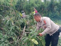 Polsek Poto Tano Bersama Masyarakat Respon Cepat Evakuasi Pohon Tumbang di Jalan Utama