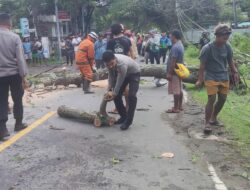 Akibat Cuaca Buruk Pohon Tumbang Kembali Terjadi di Wilayah Pemenang