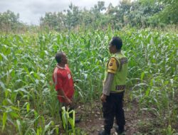Dukung Ketahanan Pangan, Bhabinkamtibmas Tapir Pantau Perkembangan Tanaman Jagung Warga
