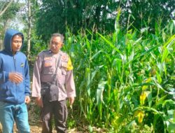 Bhabinkamtibmas Desa Rarak Ronges Dampingi Progres Tanaman Jagung Warga Binaan