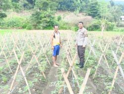 Bhabinkamtibmas Desa Adu Bantu Warga Kontrol Tanaman Tomat, Dukung Ketahanan Pangan Nasional