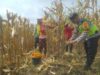 Dorong Produksi Pangan, Pak Bhabin Bantu Petani Bojonegoro Panen Jagung